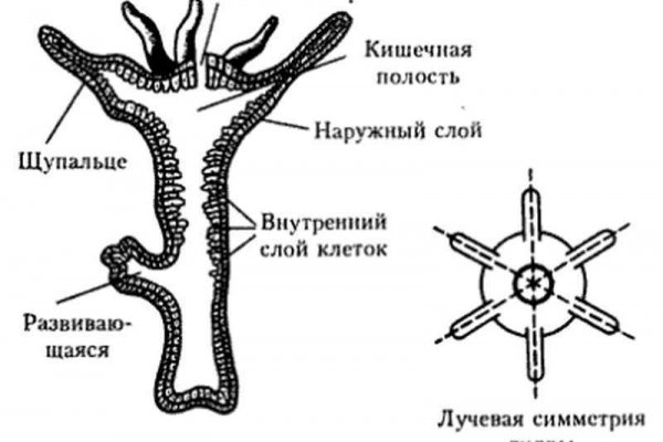 Кракен купить порошок krk market com